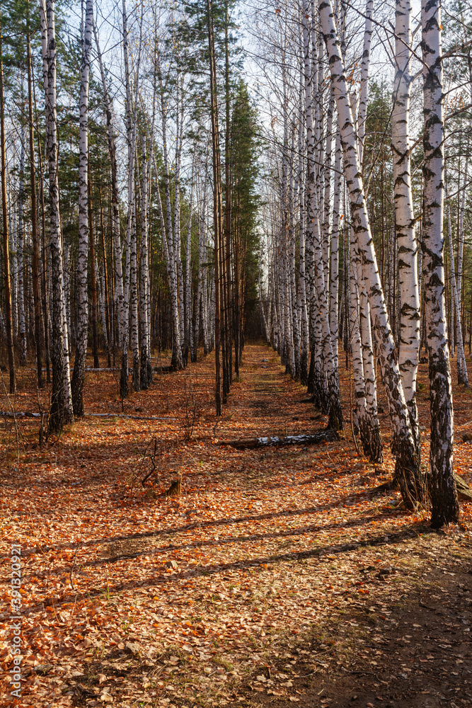 Alley of pine and birch trees on Tsarevo Kurgan near the city of Samara Alley of pine and birch trees on Tsarevo Kurgan near the city of Samara