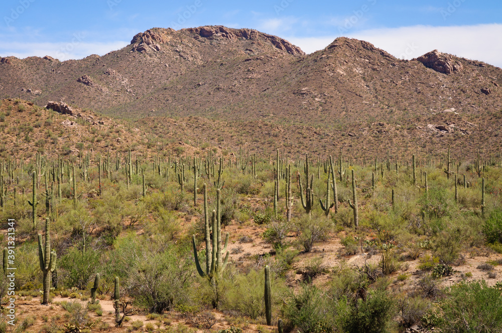 Saguaro National Park