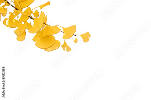 Single ginko tree brach with leaves golden in the autum isolated on white