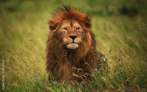 Closeup shot of a lion in Masai Mara National Park, Kenya