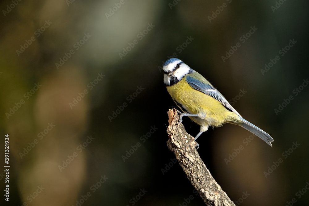 herrerillo común  (Cyanistes caeruleus)