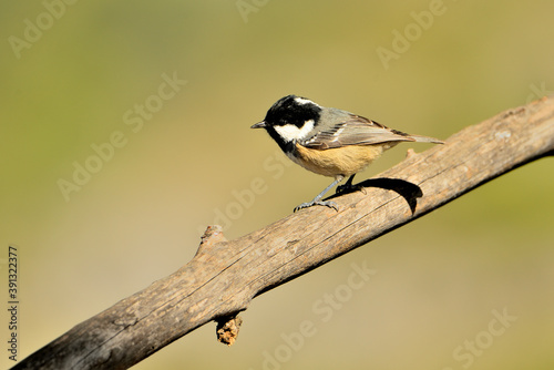 Carbonero garrapinos  posado en una rama (Periparus ater) Ojén Málaga España  photo