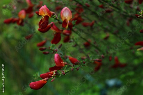 Blume Rot Hochzeit Orchidee 