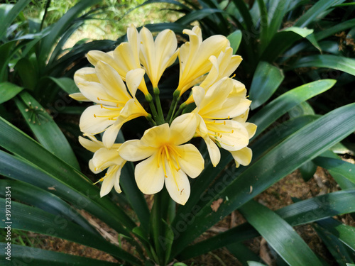 Selective focus shot of yellow clivia flower planted on a garden photo