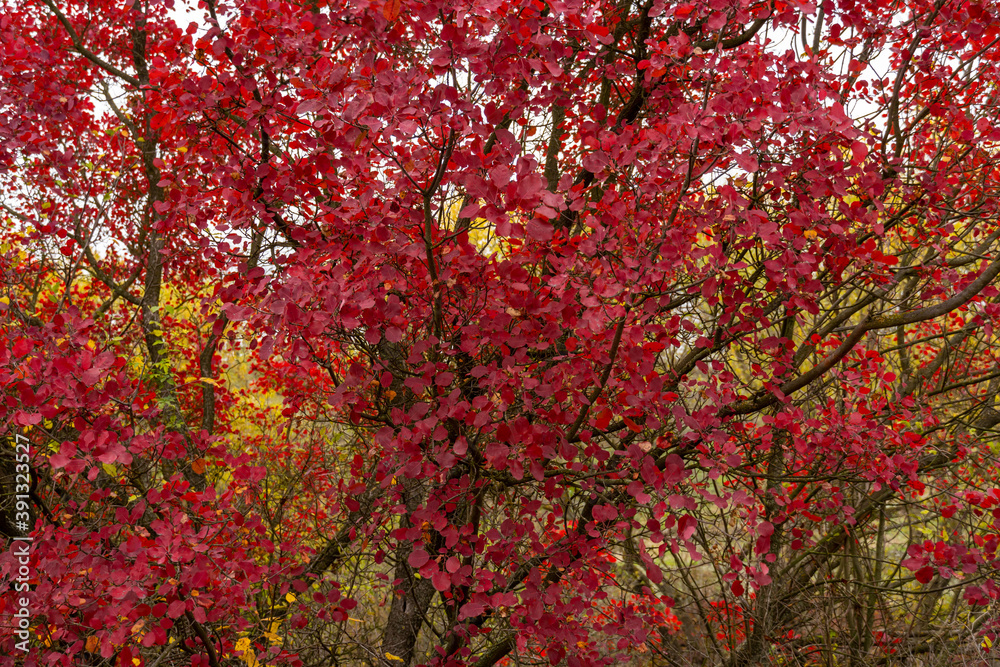 Autumn tree with red leaves alive