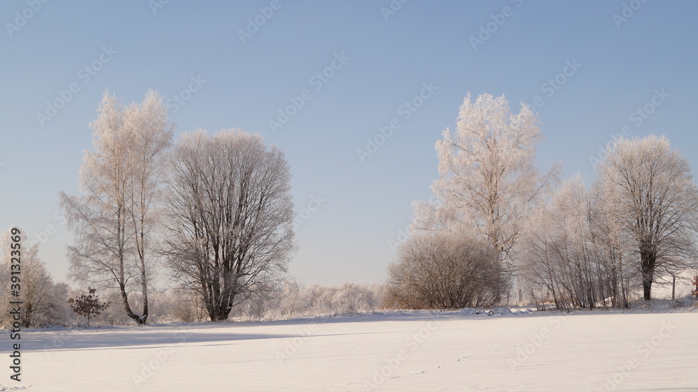 trees in the snow trees in the snow