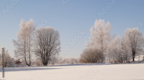 trees in the snow © Stanislav