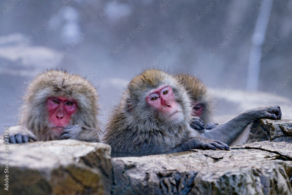 Fototapeta premium 温泉につかる猿