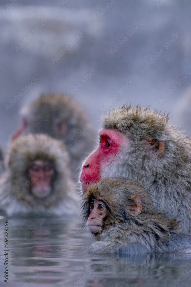 Fototapeta premium 温泉につかる猿