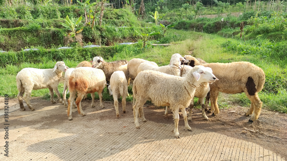 Obraz premium Herd of Sheep Eating Grass in The Meadow. Central Java Indonesia.