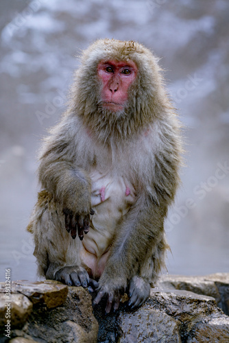 温泉につかる猿 © Paylessimages