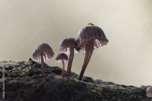 Mycena meliigena tiny purple colored mushroom growing on decaying wood on blurred orange green background photo