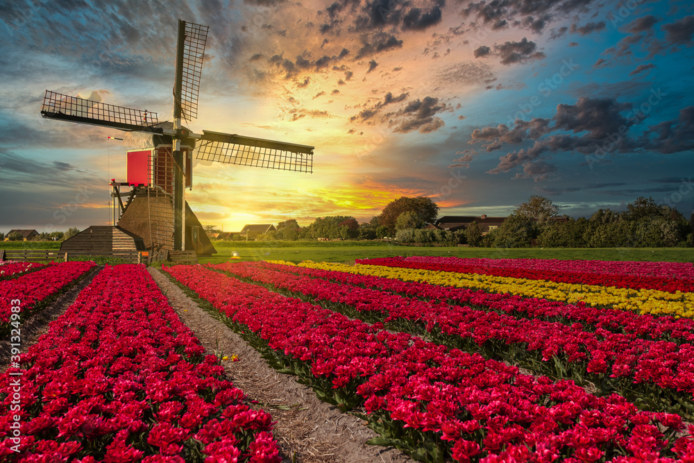 Sunset over a typical Dutch composition of a mill with flowering Tulip in a field against background of setting sun in yellow and orange