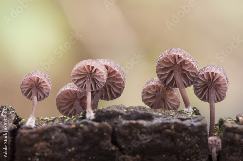 Mycena meliigena tiny purple colored mushroom growing on decaying wood on blurred orange green background photo