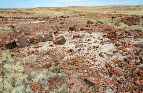 Colorful Wood Chunks and Logs at Petrified Forest National Park photo