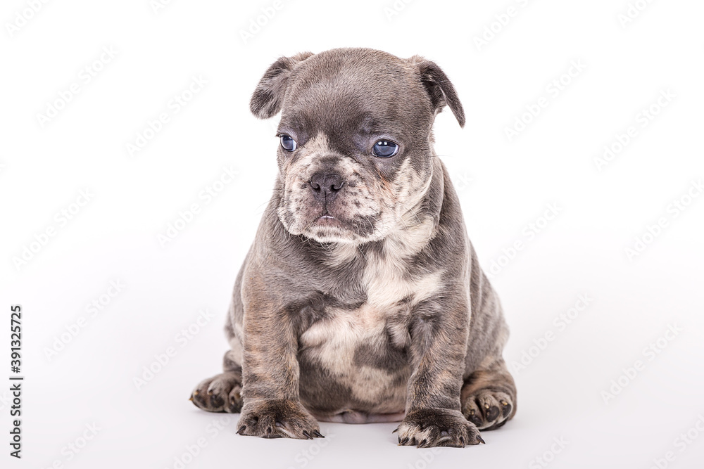 Französische Bulldogge 