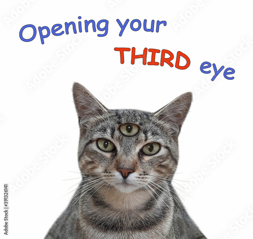 A gray cat has got third eye. Open your third eye. White background. Isolated.