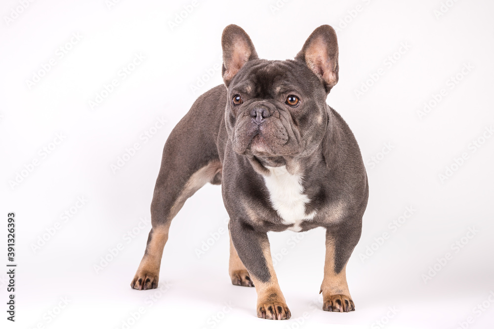 Französische Bulldogge 