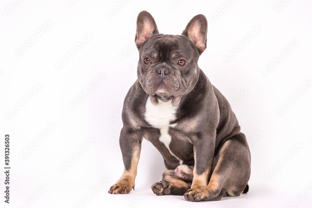 Französische Bulldogge 