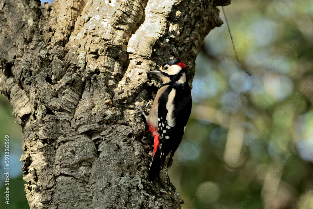 pico picapinos posado y buscando insectos  en un árbol (Dendrocopos major) pájaro carpintero  Ojén Málaga España 