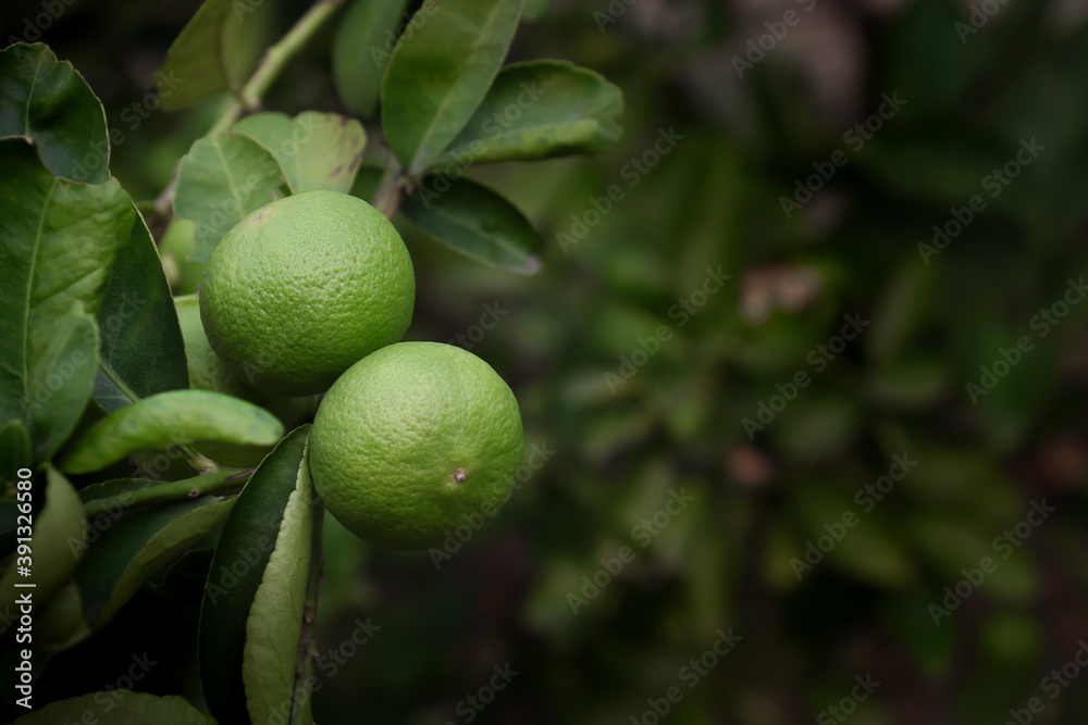Lemon on the tree in the kitchen garden