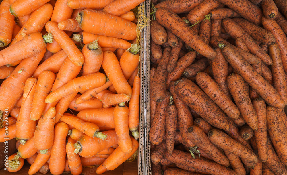 Harvest fresh carrots on the counter. Retail trade in vegetables. Harvest fresh carrots on the counter. Retail trade in vegetables.