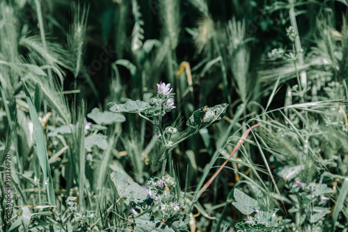 Green plants