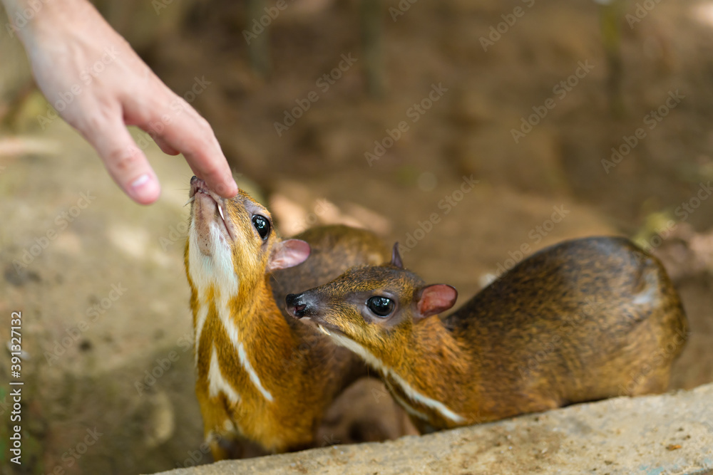 Obraz premium Kanchil is an amazing cute baby deer from the tropics. The mouse deer is one of the most unusual animals. Cloven-hoofed mouse