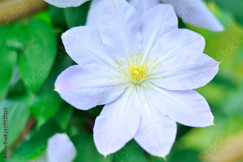 テッセンの花