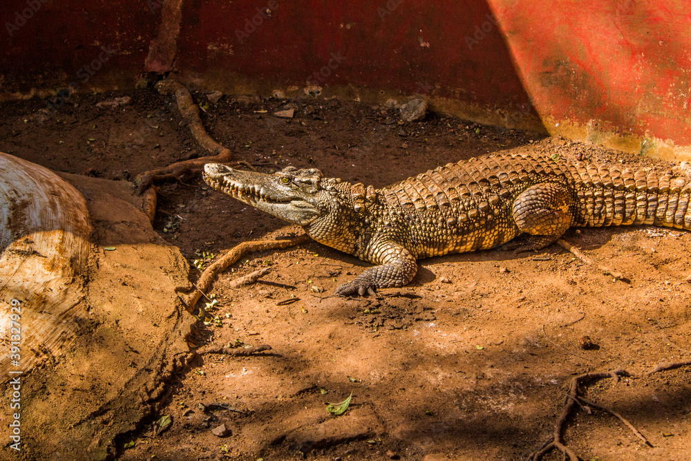 Crocodiles sitting in an enclosure in Chennai Crocodiles sitting in an enclosure in Chennai