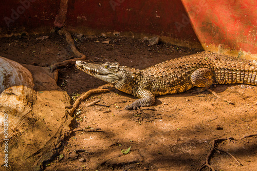 Crocodiles sitting in an enclosure in Chennai