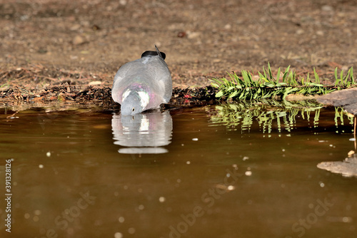 paloma torcaz bebiendo y reflejada en el estanque (Columba palumbus)Ojén Málaga España  photo