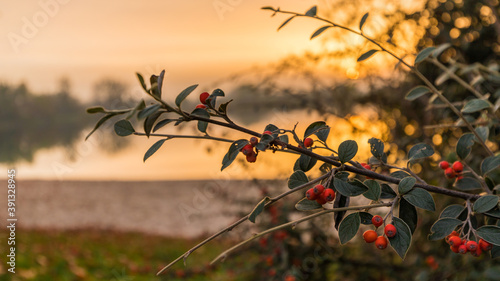 Branches and sunset over the lake in Reichstett in France at fall