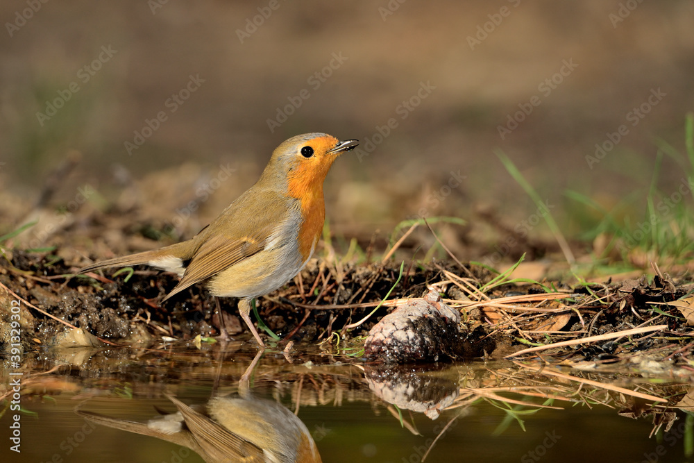 petirrojo europeo bebiendo en el estanque del parque (Erithacus rubecula) Ojén Málaga España petirrojo europeo bebiendo en el estanque del parque (Erithacus rubecula) Ojén Málaga España