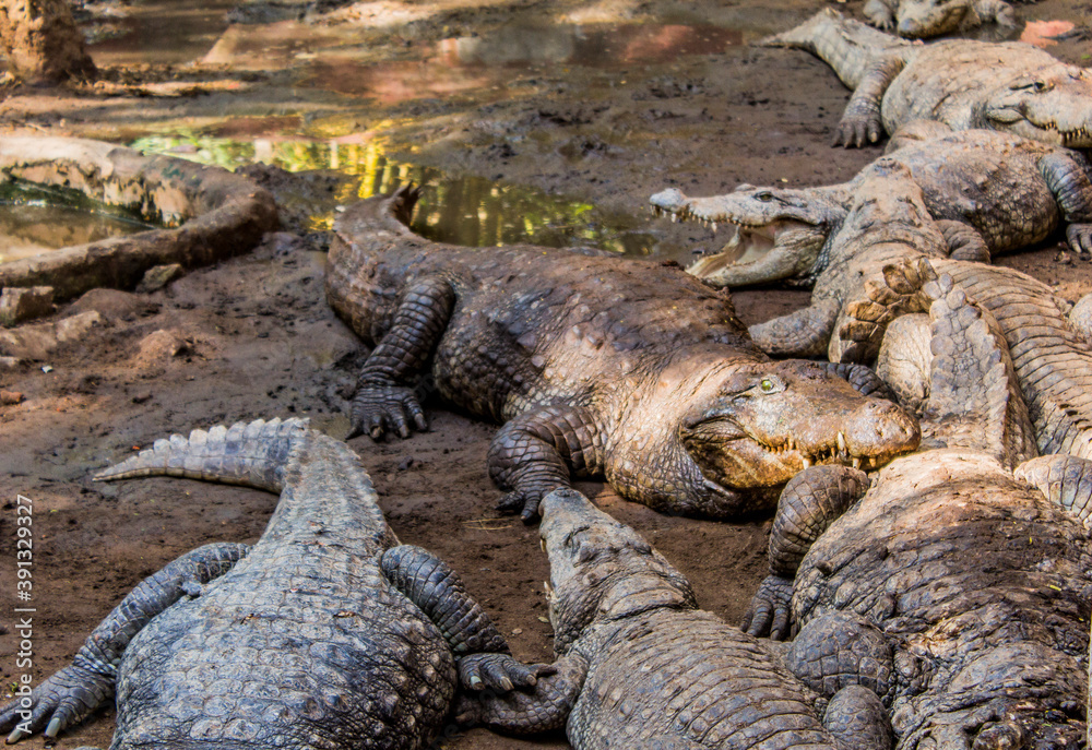 Crocodiles sitting in  an enclosure in Chennai