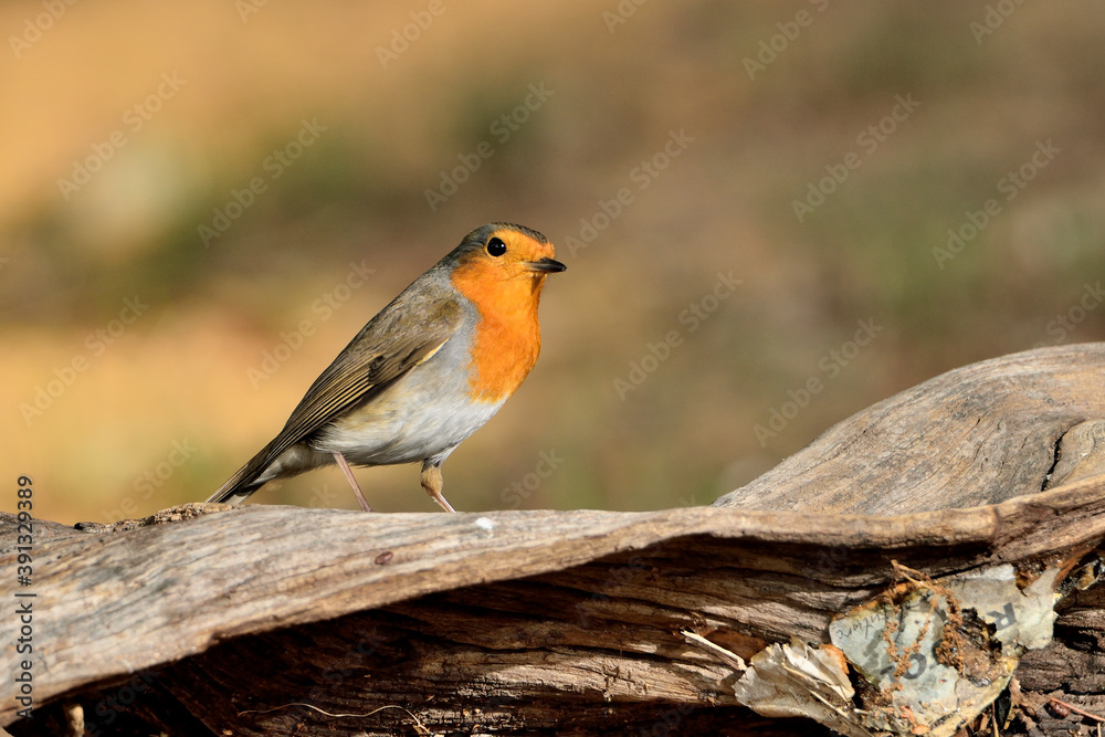 petirrojo europeo posado en un tronco en el parque (Erithacus rubecula) Ojén Málaga España petirrojo europeo posado en un tronco en el parque (Erithacus rubecula) Ojén Málaga España