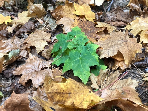 autumn leaves on the ground