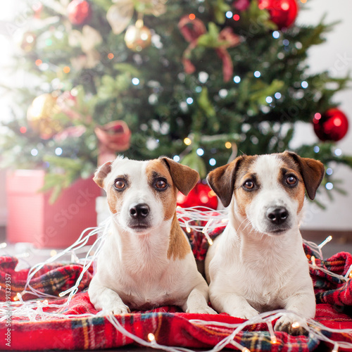 Two dogs near christmas tree © Tatyana Gladskih