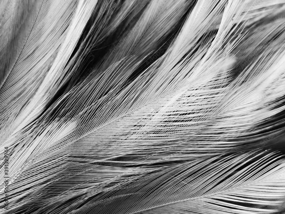 Beautiful abstract black feathers on dark background, gray feather