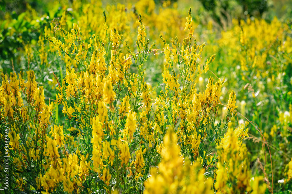 Fototapeta premium meadow with yellow wild flowers, macro, blurred image