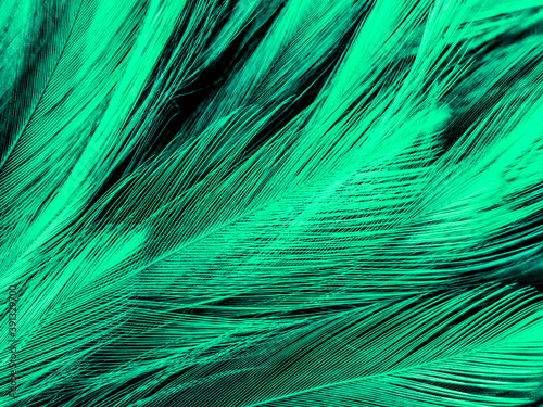 Beautiful abstract yellow and green feathers on dark background and black feather texture on dark pattern and green background, feather wallpaper, love theme, valentines day photo