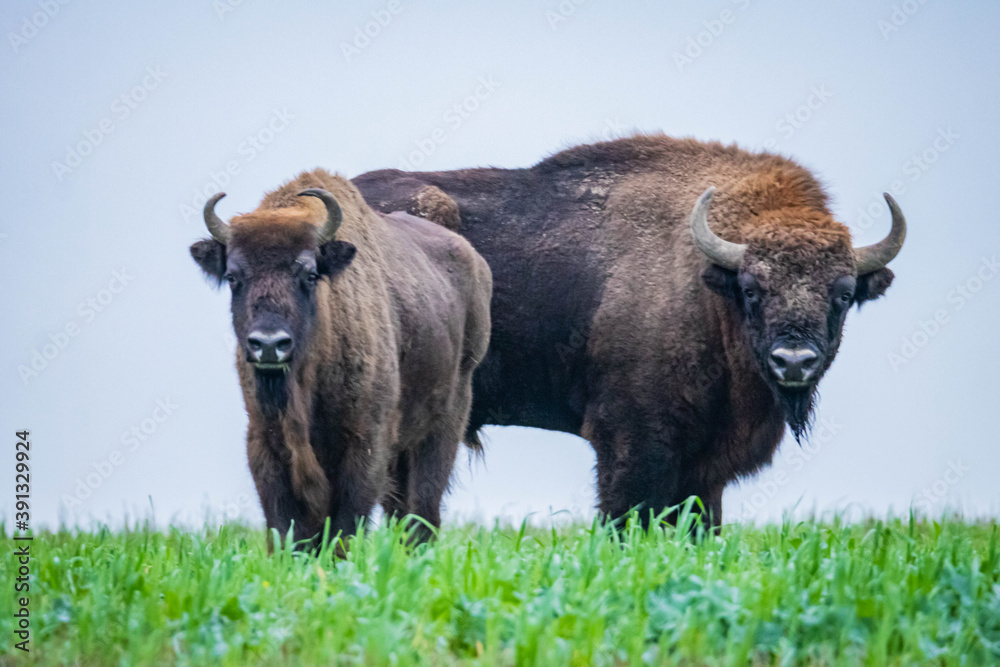 
impressive wild bison in autumn scenery