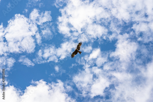 lone bird of prey soaring in the sky with clouds