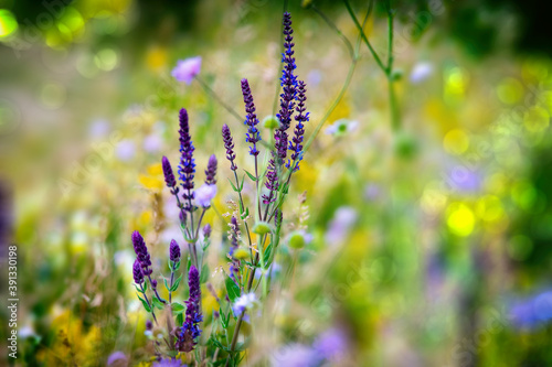 plant with purple flower in the field, blurred image