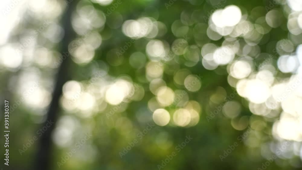 Beautiful spring nature with blurry sunlight shining trough the forest trees, Low view Defocused blurred of green and yellow bokeh with warm light moving with the wind.Real time full 4k video footage.