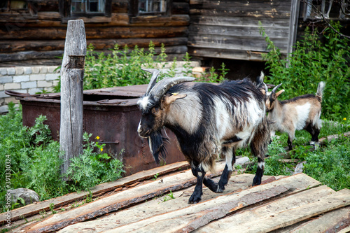 colorful domestic goats.