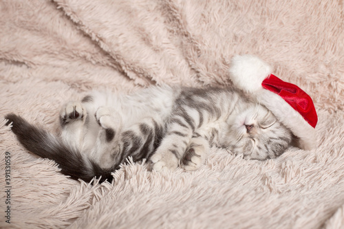British cat sleeps on a light background in a Christmas hat

