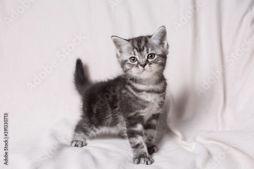 small beautiful kitten on a white background 