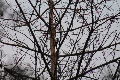 a woodpecker pulls out pest larvae from under the bark of trees. the bird heals the forest. small bird with red feathers on a tree in the forest.