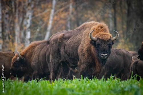  impressive wild bison in autumn scenery